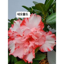 철쭉 아잘리아철쭉 네오폴드 중품 85