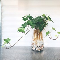 [율스가든]아이비/수경재배식물 실내공기정화 클린에어