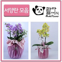 PFA015 축영전 예쁜꽃 난 승진축하 개업식 화분선물, 선물 서양란, 8.아마빌리스(PFA028)
