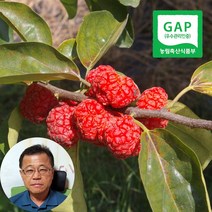 이성재님의 냉동 꾸지뽕 열매 5kg