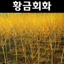 황금회화 나무 묘목 접목1년 포트 1개/정원/공원/조경수