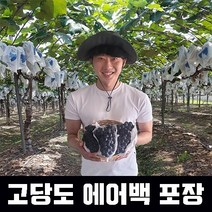 캠벨포도 영동 상주 켐벨 비가림 고당도 2kg 노지 송산 햇포도, (선물용)#추천#캠벨포도 2kg(특), 1개