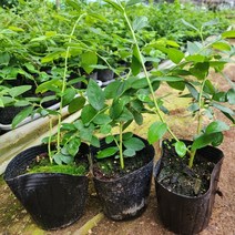 블루베리나무 왕블루베리나무 묘목 1.5년생 포트묘, [ 왕블루베리나무 1.5년생 ]