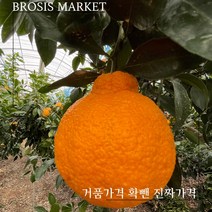 청정 과일 선물 세트 선물용 5kg 한라봉
