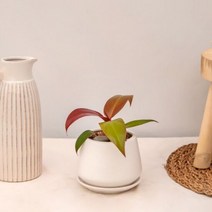 플랜트리 필로덴드론 썬레드_도자기 테쿠 화분(10cm) 화이트, 선택:화이트