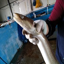 굴철철 바다장어 통영꼼장어 12시이전결재 당일발송, 1개, 붕장어3kg중(4미전후/키로)