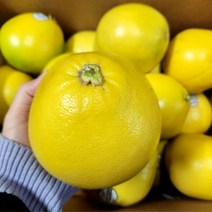 메로골드 27과 5입 (특대과590g내외)