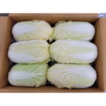 야채왕 알배기 배추 쌈배추 12통 박스-무료배송