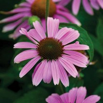 [어린모종]에키나세아 : 8cm분, 스플랜더 콤팩트로즈, 1개