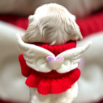 귀여워 날개 애견 털목도리 중형 대형견 목도리 너무너무 예뻐요, 옐로우