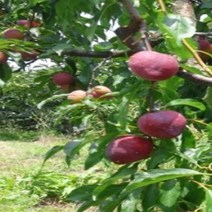 묘목/자두나무(로얄대석)성목R3cm(결실주) N87, 로얄대석(자두) R3cm 결실주