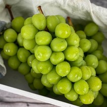 씨없고 당도 좋은 샤인머스켓 망고포도 4kg 2kg 가정용 특상품 빛고을장터, 1Box, 샤인머스켓 2kg 가정용 (4수)