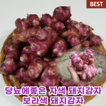 자색 돼지감자 돼지감자 5kg 10kg 생돼지감자 생감자 자삭감자 돼지감자 뚱딴지 보라색돼지감자 보라돼지감자 5키로 10키로