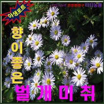 야생씨앗/파종3~5월/개화 6~10월 - 벌개미취 5㎖