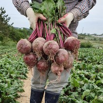 해남 레드비트 (못난이) 3kg 건강한 단맛 스테비아비트