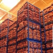 깐양파 특품 10KG 양파, 벨딘 쿠팡 1, 벨딘 쿠팡 본상품선택