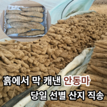 [산지직송안동마] 마미템 국내산 안동 생마 산마 장마 2kg 3kg 5kg 가정용 중품 상품, 산마 3kg 중품, 1개