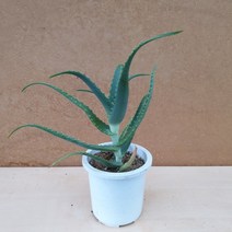 [용이네 화원] 기능성 알로에 아보라센스 100 농원