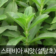 스테비아 씨앗 허브씨앗 종자 stevia herb seed 50알