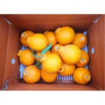 당이높은 상큼한 시지않은 신선 제주직송 한라봉 가정용 선물용 2kg(선물용가방포함) 광택 큰사이즈, 1개