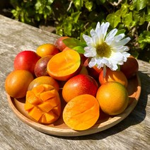 제주 미니 애플망고 최상급 프리미엄 선물세트 산지직송, 2kg