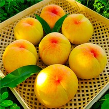 백화점 납품농장 황도 백도 복숭아 특품, 말랑이 3kg (10-15입), 1개
