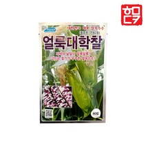 얼룩대학찰 옥수수 씨앗 80립, 얼룩대학찰 80립