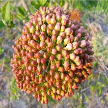 유럽분꽃나무 H1.7~1.8 (개화주)(NS)