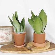 [토분 set] 키우기 쉬운 실내공기정화식물 반려식물 문샤인 산세베리아, 플라워 토분