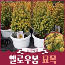 옐로우봉나무 묘목 공기정화식물 상록수 조경수 침엽수 원예 가든 계절마다 색변하는