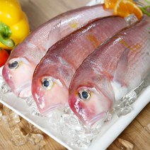 아라온 제주 옥돔 [1kg] 제주도 산지직송 생선구이 특산물 크기별 모음, 옥돔(100g X 5팩)