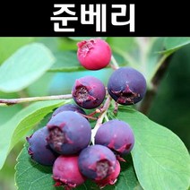 준베리 나무(발레리나) 묘목 삽목2년 포트1개/유실수 과실수