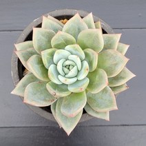 꽃다리 화이트샴페인 48 다육식물 다육이 아이만배송, 1개