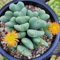 하트축전 중품 다육이, 1개