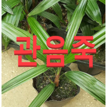 (성실농원)관음죽 화분(소)4개 공기정화식물판매