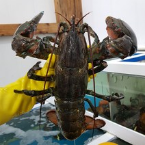 살아있는 활 A급 랍스터 500g 600g 700g 1kg, 1개