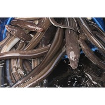 갓잡아 손질한 장어 아니고회 장어구이 장어뼈 곰장어 바다장어 당일손질 (1kg 약 2-3인분) 소스증정, 바다장어 대사이즈 1kg=36000