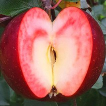 묘목/속 빨간 사과 엔부/접목 1년(M9 왜성대목 자근묘) KJ112-1, 1개