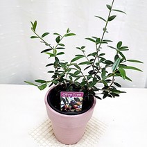 올리브나무 집에서 키우기 관리 쉬운 공기정화 식물, 단품
