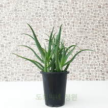 도희씨네 정원>> 빵빵한 기능성 알로에 아보라센스 230″ class=”wr-img”></a></div></div></div></div><div class=