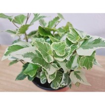 (꽃용) 무늬아이비 원더아이비 소품