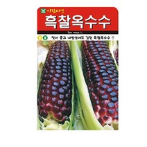 SN월드 씨앗 열매채소 과일채소 모음, 흑찰옥수수