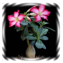 석화(사막장미) 어린꽃모종 3개