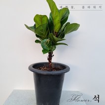 플라워석 떡갈고무나무가지 50cm 떡갈잎 공기정화식물 인테리어식물 백화점에서도 잘 사는 키우기쉬운 반려식물 플라스틱화분
