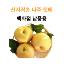 가정용 나주배 23년산 햇배, 1박스, 5kg 나주햇배 (백화점납품용)
