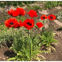 오리엔탈포피-숙근양귀비(오렌지) 8cm포트묘 (2개) 노지월동 여러해살이 천지가야생화