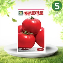 솔림텃밭몰 예광큰토마토씨앗 100립 토마토씨앗 다수확 대과종, 단품