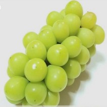 신품종 청포도(샤인머스켓) 8치화분 R0134