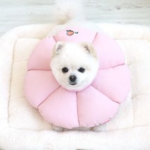 귀긁는강아지 귀보호용 쿠션넥카라 강아지고깔 귀병애견 소형견 강아지카라
