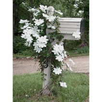 큰꽃으아리-클레마티스 10cm포트묘 (1개) 노지월동다년초 덩쿨식물 [꽃심야생화]